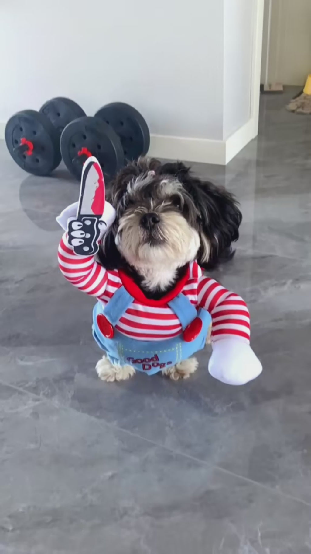 Chouchoute Halloween Star – Adjustable Pet Costume